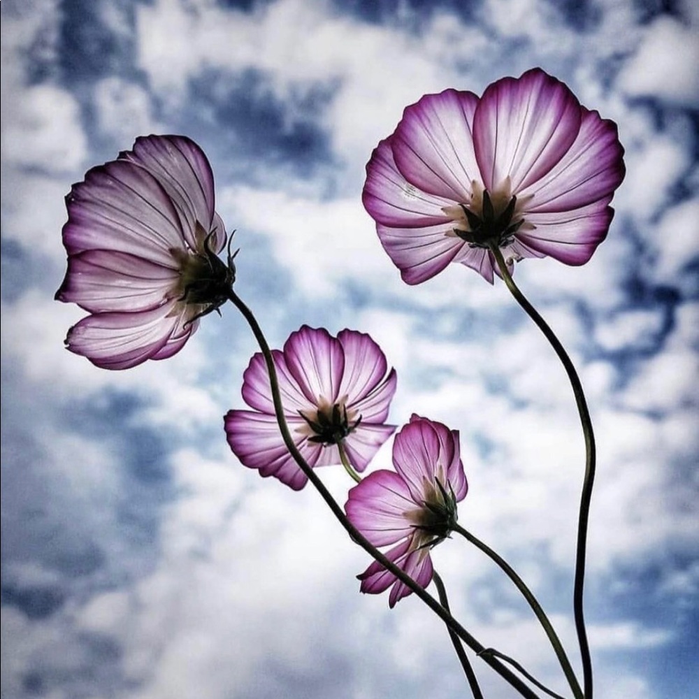 Meet your Posher, Amphone